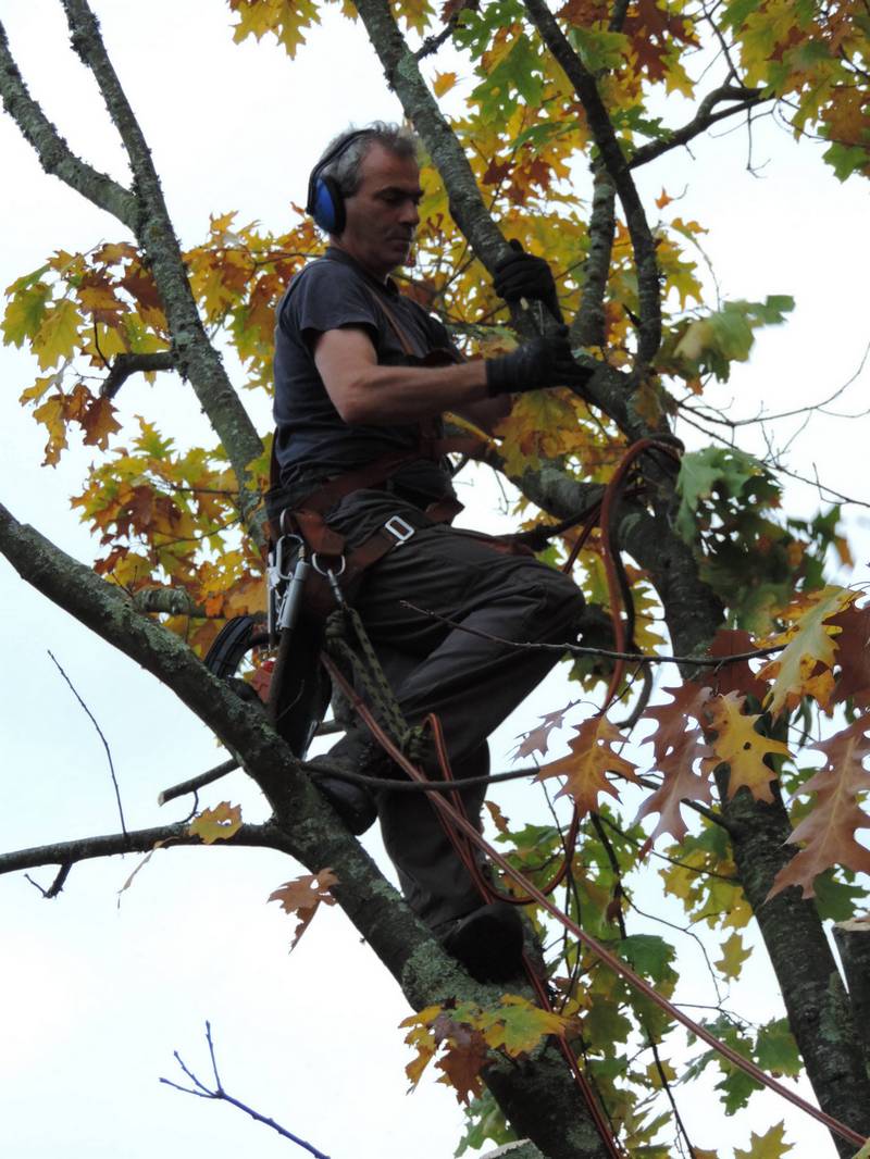 abattage elagage taille